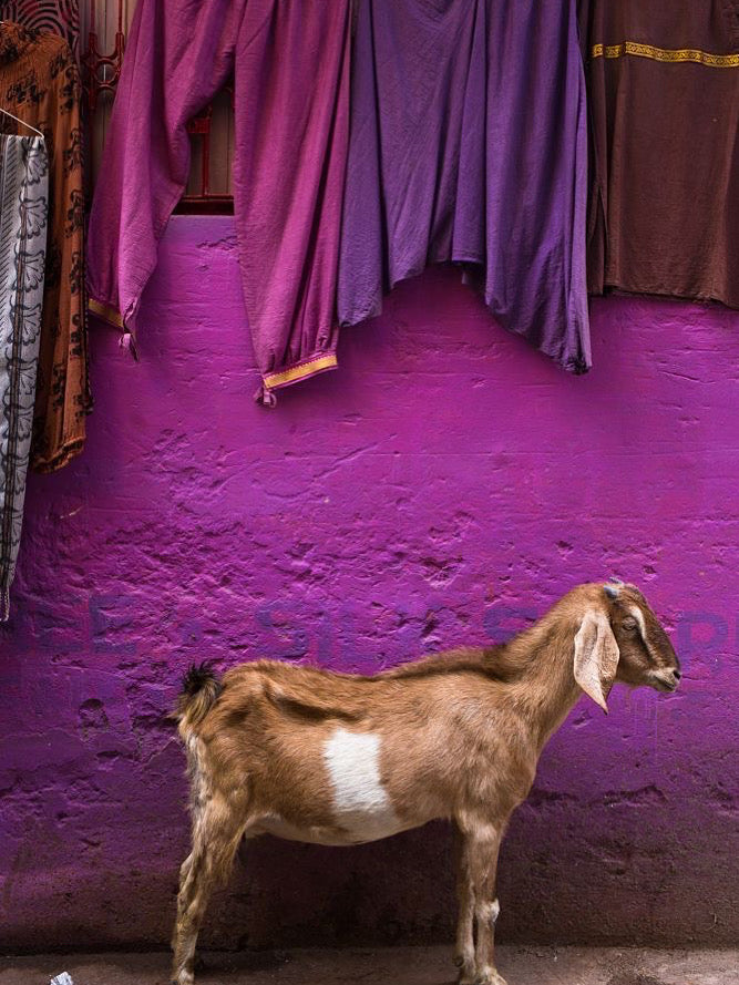 COLLAR LUZ DE LA PARED VIOLETA