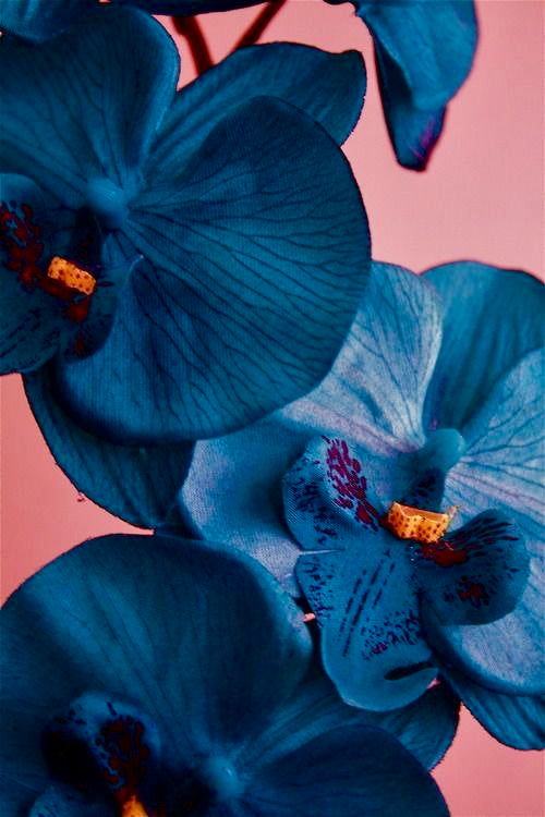 COLLAR ORQUÍDEA AZUL